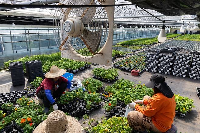 고양 화훼농가의 전기 온풍기 [촬영 임병식]