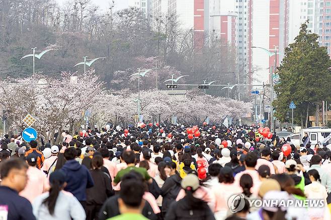 벚꽃길 아래 질주…군산새만금마라톤 (군산=연합뉴스) 5일 전북 군산시 군산월명종합운동장에서 열린 '2026군산새만금마라톤대회'에서 참가자들이 도로를 달리고 있다. 2026.4.5  [군산시 제공. 재판매 및 DB 금지] warm@yna.co.kr