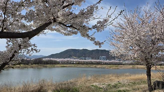 영강에 핀 벚꽃 사이로 점촌시내가 아늑하게 펼쳐져 있다. /고성환 기자