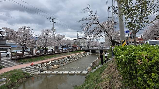 모전천 벚꽃. /고성환 기자