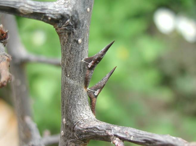 갈구리나비 번데기. (사진 이강운 대기자)/뉴스펭귄 