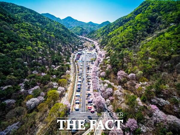 '금산 보곡산골 산벚꽃 축제'가 열리는 산꽃벚꽃마을 오토캠핑장 전경. /금산군