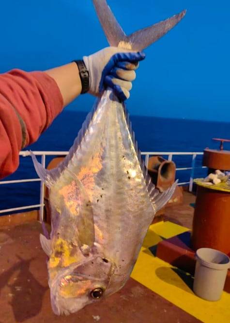 호르무즈 해협 봉쇄로 페르시아만에 발이 묶인 유조선 선원들이 식량이 부족해지자 낚시를 하며 생활하고 있다./월스트리트저널(WSJ)