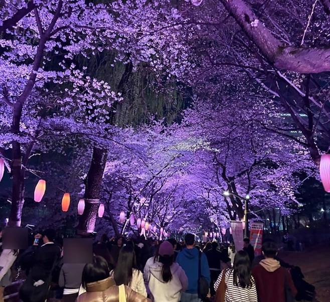 3일 오후 9시쯤 서울 송파구 석촌호수에서 정상적으로 야간 조명이 켜지자 시민들이 벚꽃을 감상하고 있다./이호준 기자