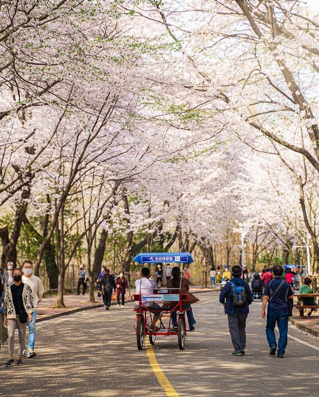 인천 남동구 인천대공원에서 시민들이 벚꽃이 줄지어 만개한 ‘벚꽃터널’을 걷고 있다. 인천시 제공