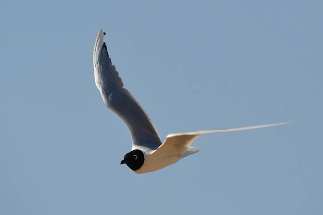 둥지 주변을 경계하는 검은머리갈매기 자신의 영역에 대한 침범을 허락하지 않는다.