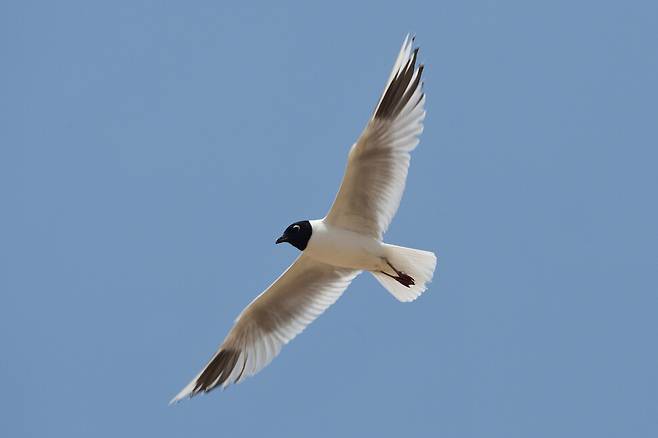 교대로 알을 품고 둥지를 지키는 검은머리갈매기는 외부의 위협이 닥치면 작은 몸으로 목숨을 걸고 맹렬히 적을 쫓아낸다.