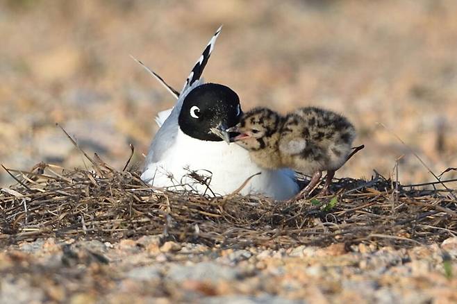 어미에게 먹이를 달라고 보채는 어린 검은머리갈매기 새끼.