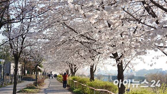 ‘2026 오산천 벚꽃 축제’에 만개한 벚꽃 모습. [사진=오산시]