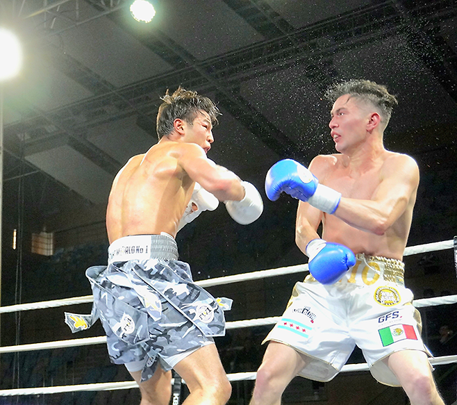 세계복싱협회 라이트급 아시아 챔피언 최시로가 2026년 4월 경기도 남양주체육문화센터 특설 링 타이틀 2차 방어전 3라운드 도전자 조반니 카브레라 미올레티를 다운시키고 있다. 사진=한국복싱커미션 KBM