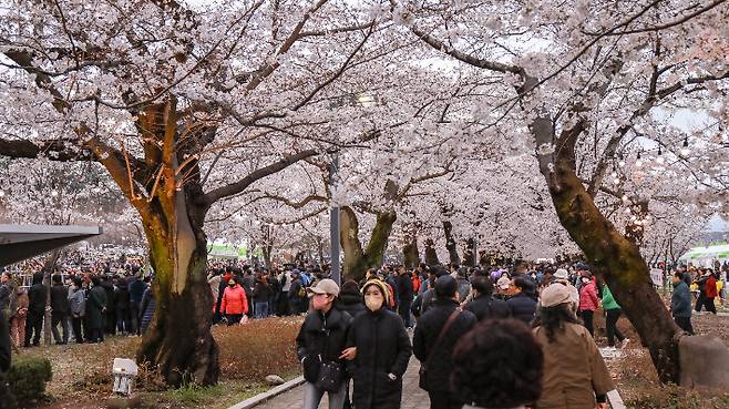 제7회 울주작천정 벚꽃축제. 울주군 제공