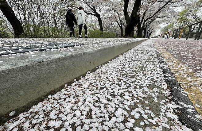 눈이 내린 듯 벚꽃이 떨어져 온통 하얗다.