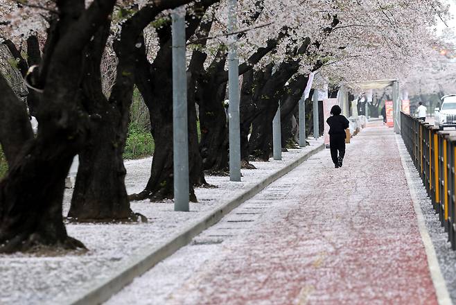 눈이 내린 듯 벚꽃이 떨어져 온통 하얗다. 소복이 쌓였다.&nbsp;