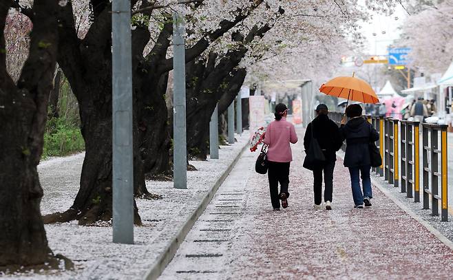눈이 내린 듯 벚꽃이 떨어져 온통 하얗다. 우산 색깔이 유난히 눈에 띈다.&nbsp;