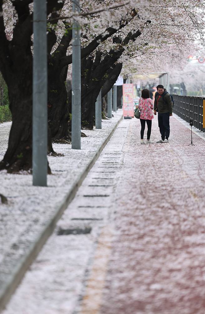 눈이 내린 듯 벚꽃이 떨어져 온통 하얗다. 외국인 관광객도 기념촬영에 한창이다.&nbsp;