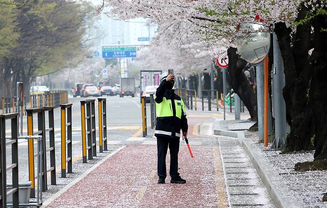 눈이 내린 듯 벚꽃이 떨어져 온통 하얗다. 교통 통제하던 모범택시 기사 아저씨도 핸드폰을 들었다.&nbsp;