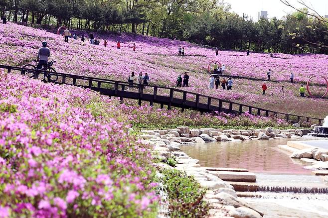 철쭉이 만개한 불암산 철쭉동산의 모습 [노원구 제공. 재판매 및 DB 금지]