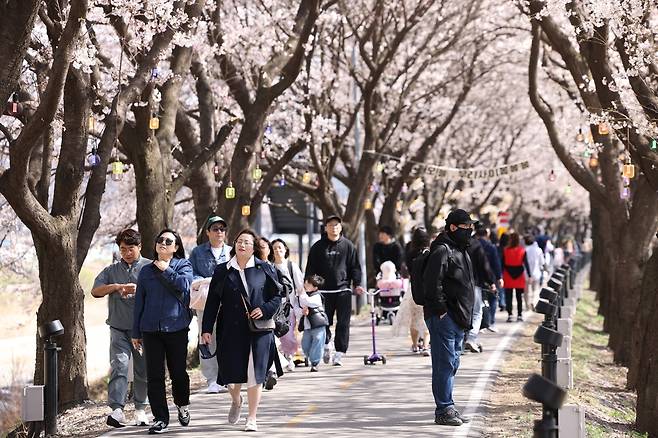 보은 벚꽃길 축제 [보은군 제공. 재판매 및 DB금지]