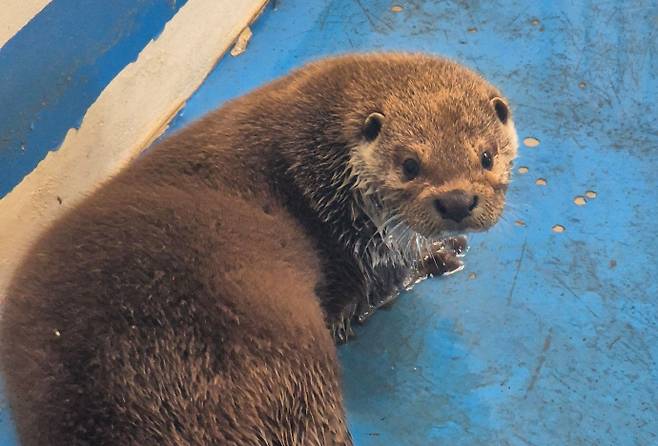 7일 광주광역시 우치공원관리사무소는 지난달 경상남도 함안군에서 구조된 수컷 수달을 새 가족으로 받아들이고, 이달 중 관람객에게 공개할 예정이라고 밝혔다. 사진은 우치동물원의 수달. /광주시 제공