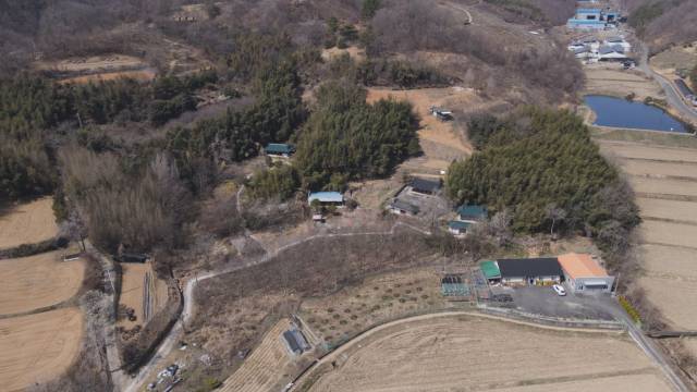 진주시 대곡면 대나무숲 전경. 대나무숲이 말라 죽어 있다. 김현우 기자