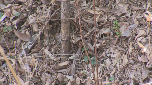 고사한 대나무. 푸르름이 전혀 없이 말라 죽어 있다. 김현우 기자