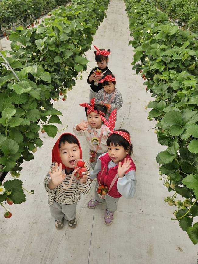 ▲ 6일 의성 단북면 딸기 농장에서 유치원 유아들이 수확한 딸기를 들고 줄지어 이동하며 체험을 이어가고 있다. 경상북도의성교육지원청 제공