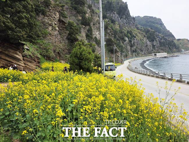 울릉군 울릉군 서면 구암마을 인근, 지질명소로 이름난 수층버섯바위 주변이 노란 유채꽃이 만개했다. 이곳은 차량들이 연신 멈춰 서서 사진을 찍는 이른바 '인생샷' 명소로 빠르게 입소문을 타고 있다. /독자제공