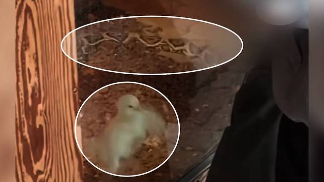 동물학대 논란이 일고 있는 경북 구미시 동물원 ⓒ JTBC 보도화면 캡처