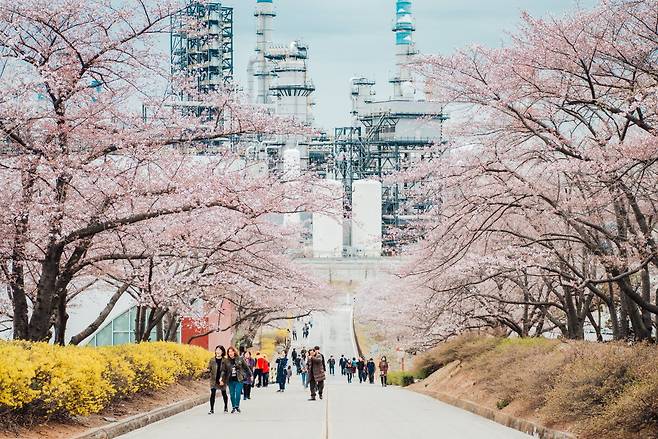 인천 서구 SK인천석유화학 내 벚꽃동산에서 시민들이 벚꽃놀이를 즐기고 있다. SK인천석유화학 제공