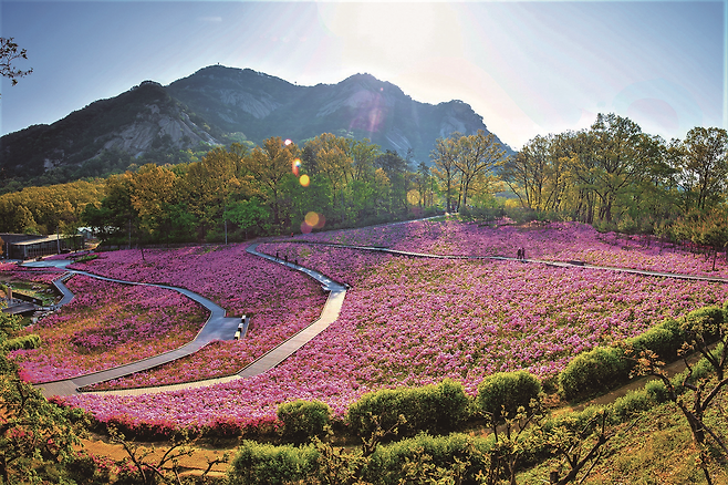 불암산 철쭉동산 전경. 노원구 제공