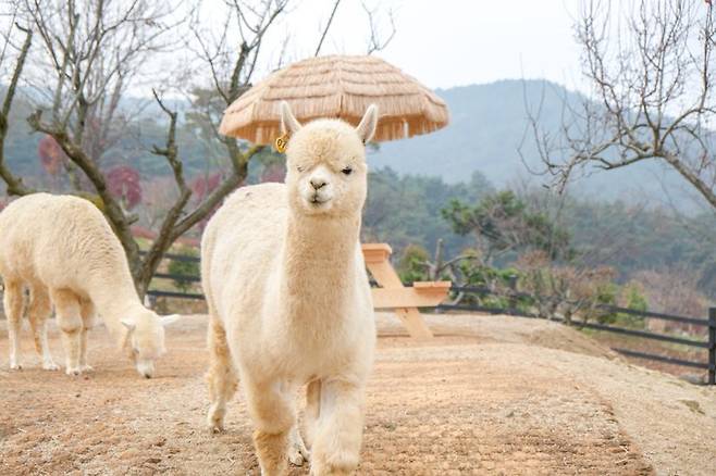 가산수피아 알파카랜드에 살고 있는 알파카가 카메라를 발견하고 걸어오고 있다. 경북문화관광공사 제공