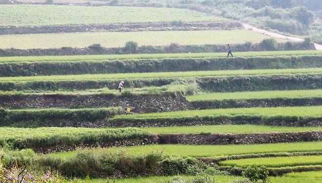 청산도 구들장논. [사진 완도군]