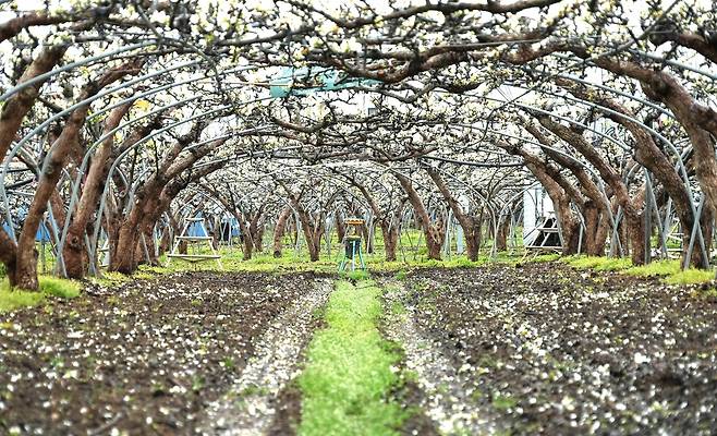 우박으로 피해를 본 배 농가. 나주시 제공
