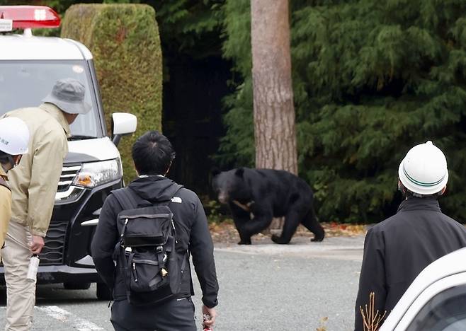 지난 해 일본 이와테현 모리오카시 하라케이기념관 부지에서 발견된 곰. [교도연합뉴스]