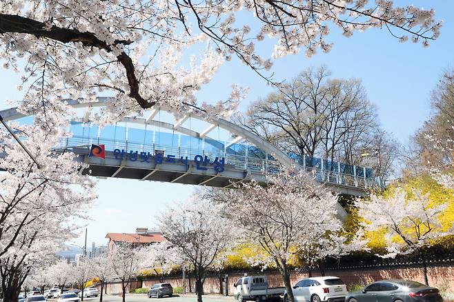 안성시 벚꽃풍경 : 사진 제공 = 안성시