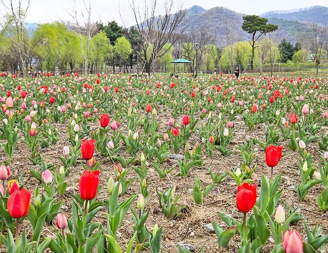 천안 삼거리공원 너른뜰 튤립정원에 10만 본의 튤립이 피어있다. ⓒ천안시 제공