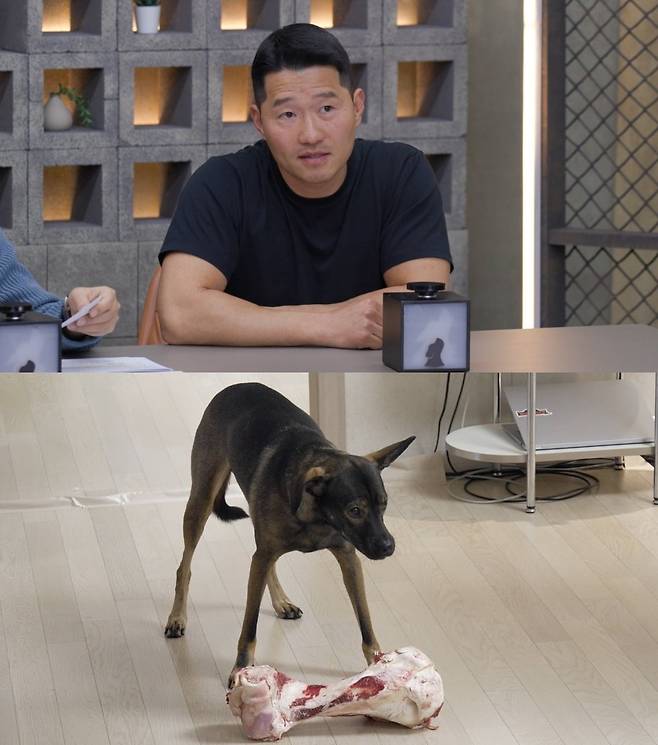 안면 난도질견 ‘공탄'이 출연한다./사진제공=채널A