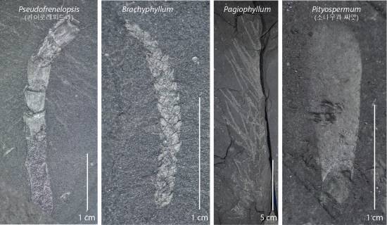 건조기후에 적응된 소엽침엽수 (카이로레피드과 [Cheirolepidiaceae] 등)의 대표 사진 .