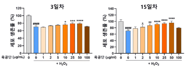 과산화수소 처리로 감소한 해마 신경세포 생존율이 과산화수소와 육공단으로 동시 처리한 결과, 육공단 투여 농도에 따라 생존율이 회복됐다.[사진=자생한방병원]