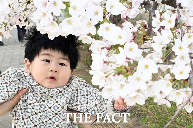 따뜻한 봄 날씨를 보이는 지난 1일 오후 서울 여의도 윤중로 벚꽃길에서 한 아이가 벚꽃을 바라보고 있다. /남용희 기자