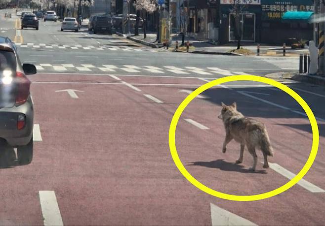 대전 오월드 탈출 늑대. 대전소방 제공