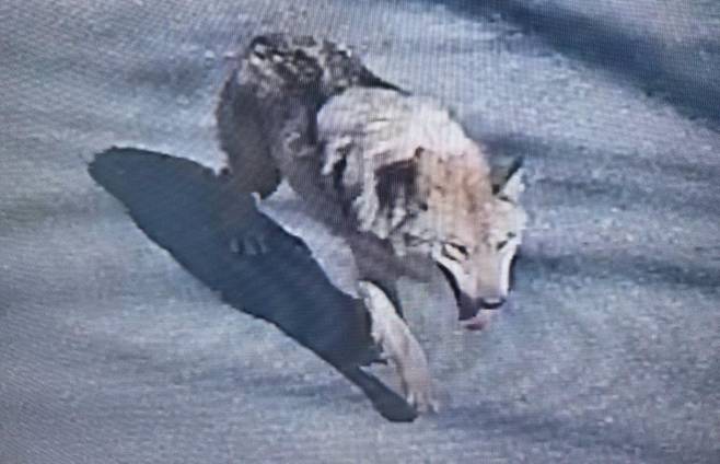 8일 대전 오월드에서 탈출한 늑대 1마리가 대전 도심에서 목격되고 있다. 현재소방, 경찰, 오월드, 금강유역환경청, 엽사 등이 수색 및 포획 작업을 하고 있다. 대전광역시 X