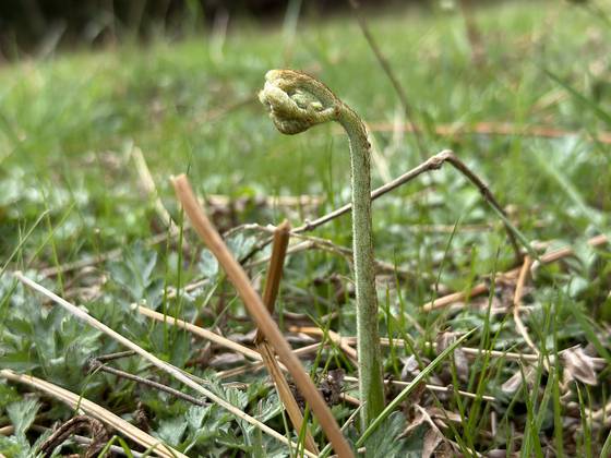4월이 체철인 제주 한라산 고사리. 최충일 기자