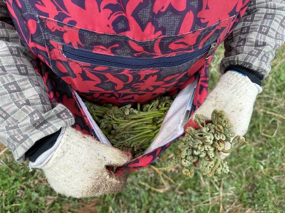 지난 19일 오전 10시 제주 한라산 고사리 채취객. 최충일 기자