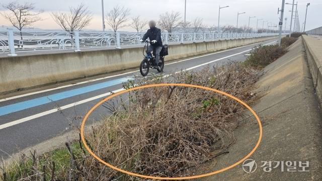 인천 중구 영종해안남로 공항남측 자전거도로 일대. 해당화 군락지 절반 이상이 말라 비틀어져 썩어 있다. 장민재기자