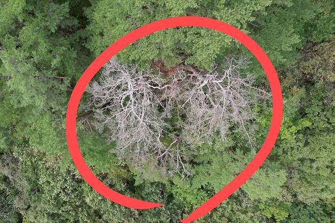 경상북도 울진 소광리 소나무의 집단 고사 모습.[녹색연합 제공]