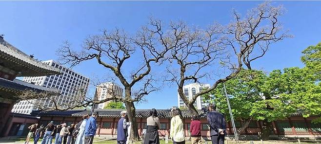 [서울=뉴시스] 2023년 4월 동궐도와 함께하는 창덕궁 나무답사 모습 (사진=국가유산청 제공) 2026.04.08. photo@newsis.com *재판매 및 DB 금지