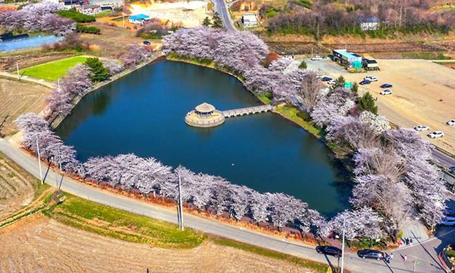 벚꽃이 만개한 골정지 전경. 당진시 제공