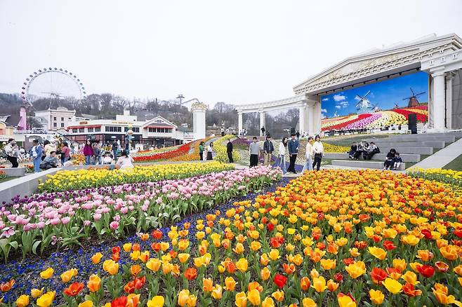 경기 용인 에버랜드을 찾은 관람객들이 포시즌스 가든에 핀 120만 송이 튤립을 바라보며 거닐고 있다. 에버랜드.