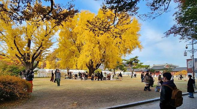 국립고궁박물관 야외 은행나무쉼터의 단풍이 활짝 든 모습. 경복궁 내 서남쪽에 위치한다. 사진 제공=국가유산청